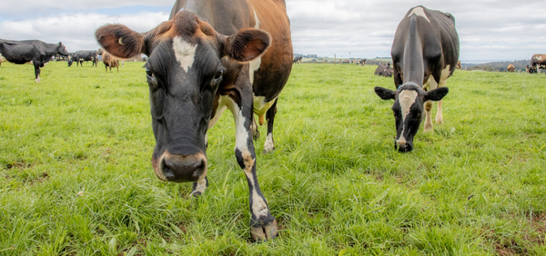 Transformative virtual fencing technology to be discussed at dairy field day