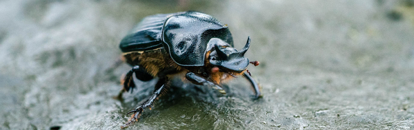 Dung dynasty – the plant boosting powers of beetle recyclers