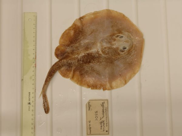 A global biodiversity tipping point as first marine fish extinction declared