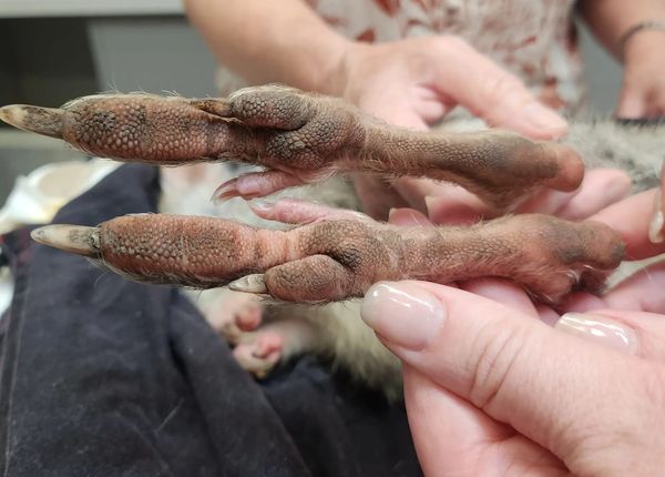 High-tech roo collars aim to prevent road accidents