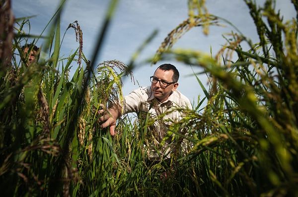ARC funds ‘climate smart’ rice breeding program to reduce crop’s environmental footprint