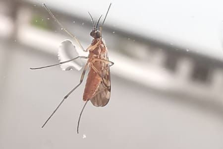 CDU investigating the biosecurity threat of disease carrying midges