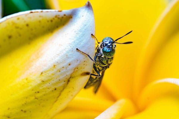 How genetically modified flies can reduce waste and keep it out of landfills