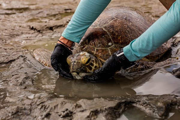 UniSC seeks to help wildlife in danger of disappearing forever