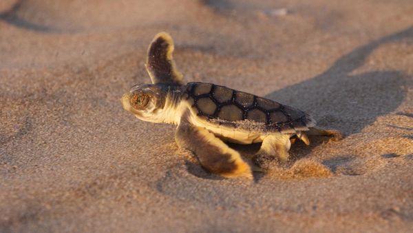 Safer to be an egg than a Flatback turtle hatchling