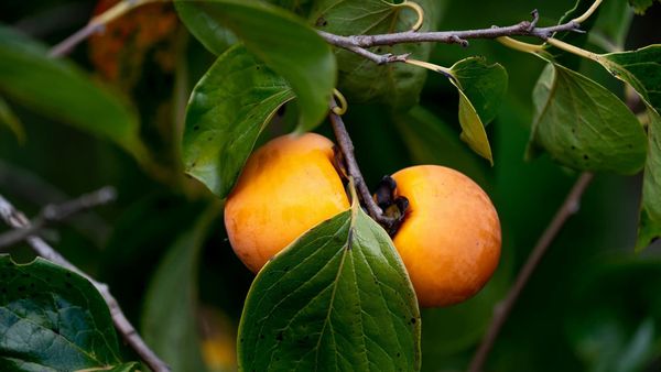 Spraying methyl jasmonate on fruit trees boosts harvest