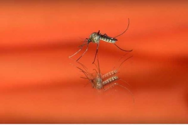 Fatal Attraction: Engineered Male Mosquitoes Could Transform Disease Control