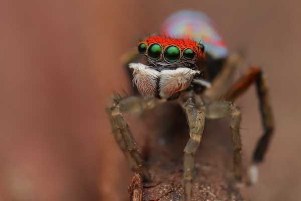 Tiny Australian Peacock Spiders break records in speed-jumping