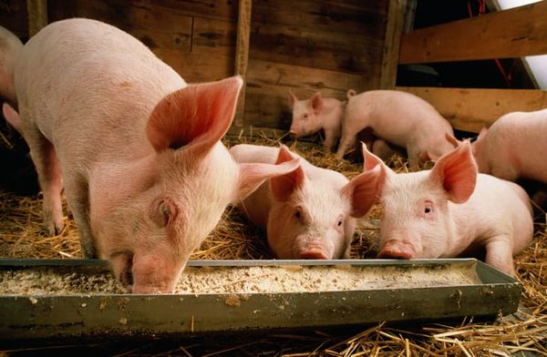 Pigs healthier and farmers wealthier: How a UniSC invention can help