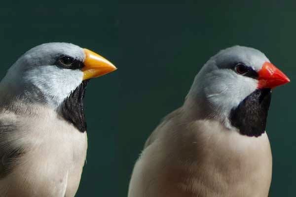 New genetic discovery reveals how birds get their coloured bills