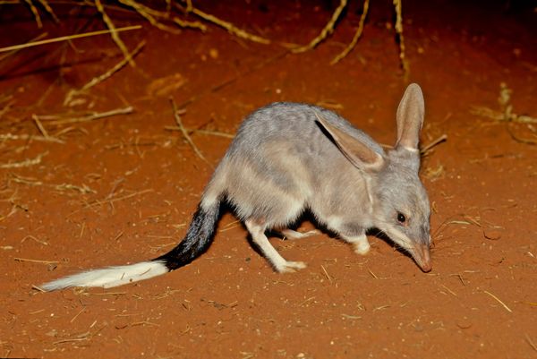 Stronger together: Bilby conservation efforts enhanced by Indigenous knowledge