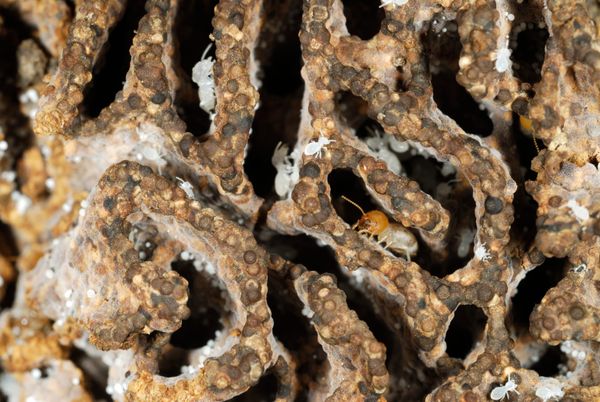 Friend or foe: Why homebuilders have a lot to learn from termites