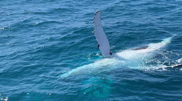 How whale song unlocks the psychology of tourism: new findings