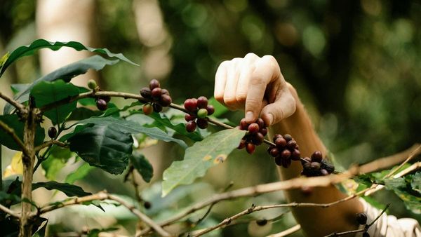 Could new technology save your daily cup of coffee?