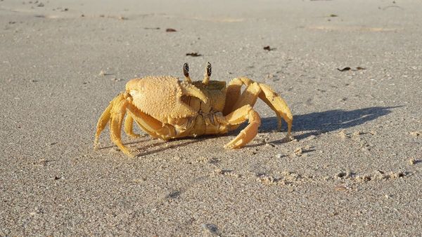 Killer crab: Shining an infrared light on loggerhead turtle hatchling attacks