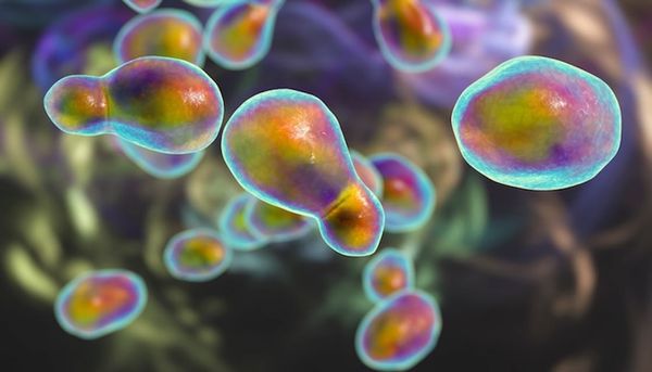 Cannabis extract shows promise as treatment for fungal infections