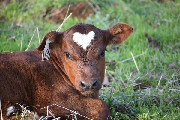 WA-first research project to track calves of resilient Nguni cattle breed