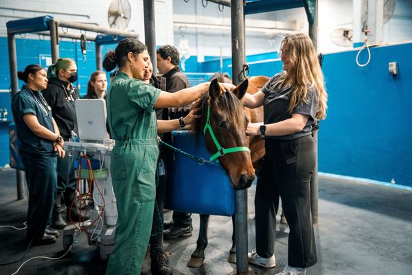 Unprecedented $100m gift to transform veterinary research and education