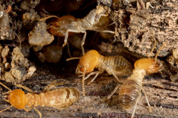 How little brains solve big problems in termite colonies