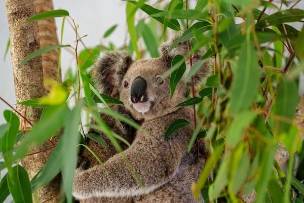 World-first vaccine approved to fight deadly disease