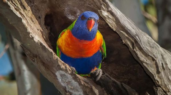Australian birds in surprising sex switching discovery