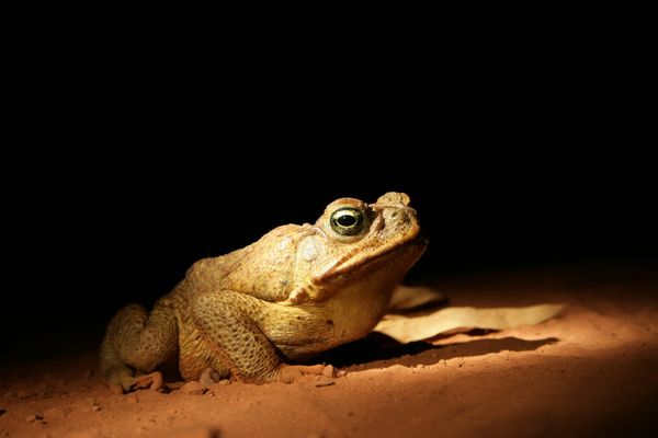 Eradication would cost billions: NT’s lessons for Pilbara’s cane toad management