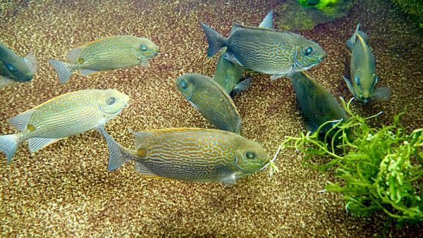 New project to grow Indigenous aquaculture on one of Australia’s largest islands