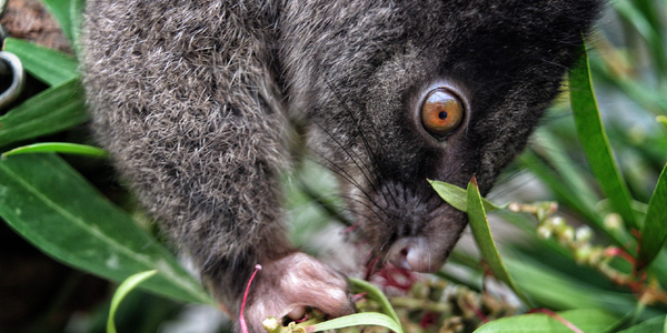 Western ringtail possums are feeling the heat