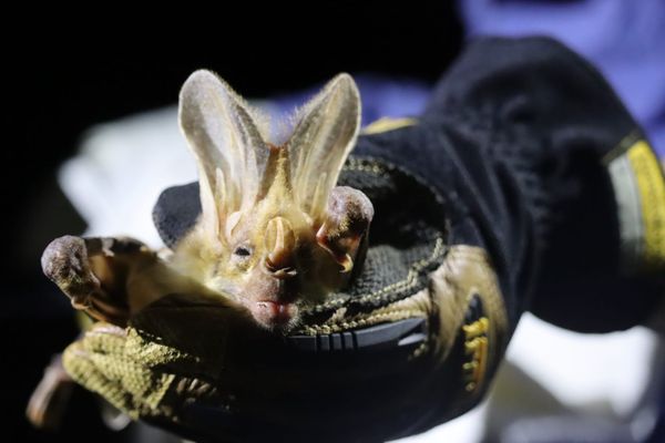 Chatty batty: Research explores dialect formation in ghost bats
