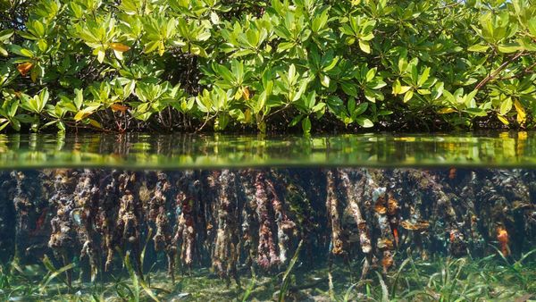 Global study identifies urgent blue carbon priorities in the fight against climate change