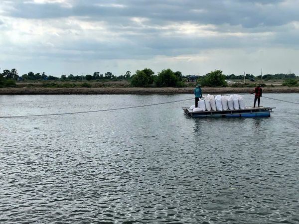 AI-powered disease prediction to improve catfish production