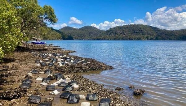 Colonists dredged away our natural oyster reefs. Now science knows how best to restore them