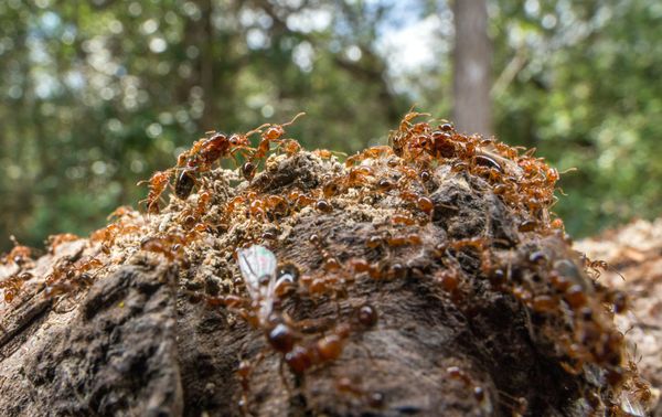 Australia’s current fire ant eradication methods may be helping the invader spread