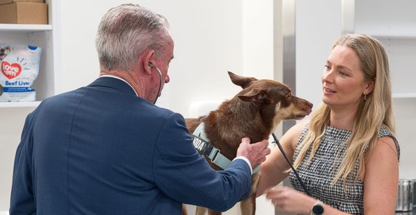When animals fall sick in the regions, who answers the call?