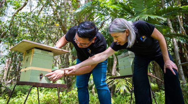 Bee glue to take ‘sting’ out of skin scars