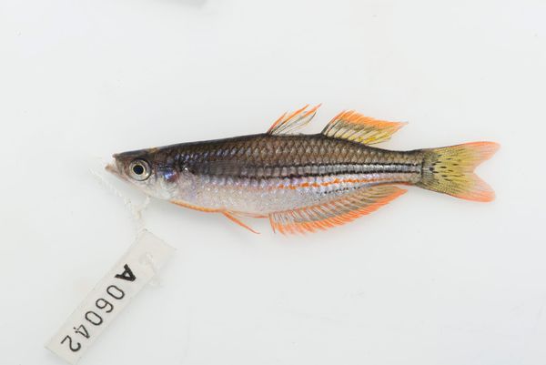 DNA library project marks new chapter for NT biodiversity monitoring