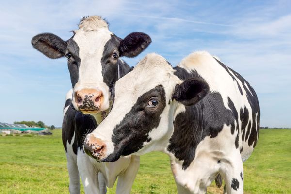 Cows v Plants: Which Milk Delivers the Best Health Benefits?
