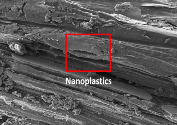 Plastics found in crop tomato, wheat tissue and stunt growth