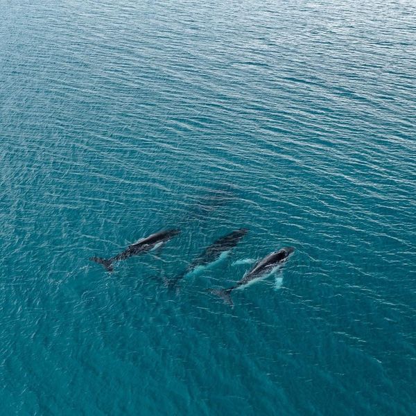 Intrepid tails – fluke photos confirm humpback whales mount 14,000km ocean crossing to breeding grounds