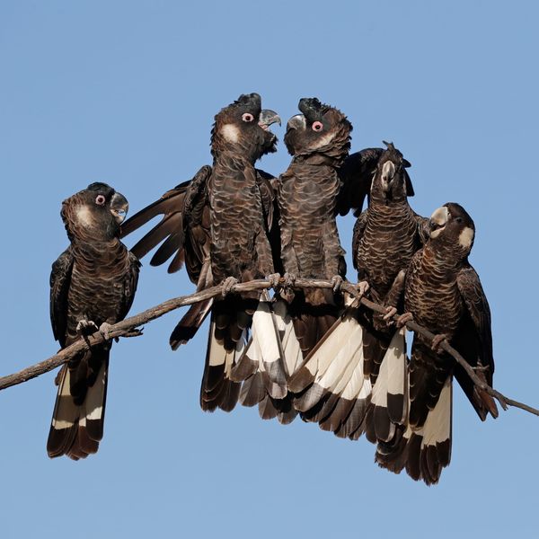 World-first project to help save endangered Carnaby's Cockatoos