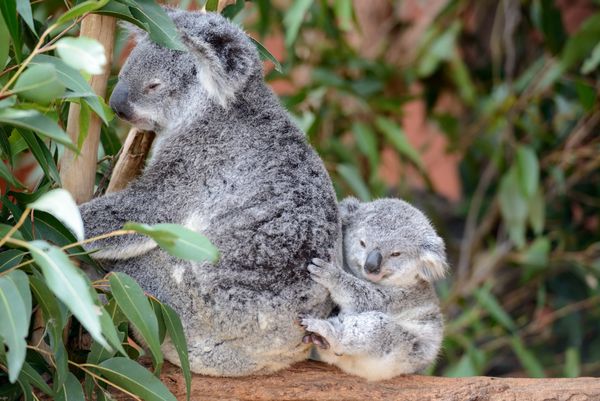 Koala milk study may hold key to better care for orphaned joeys