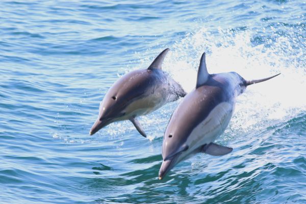 World-first global assessment maps PFAS pollution in whales and dolphins