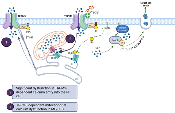 Chain reaction in cells may be driving low energy in ME/CFS patients