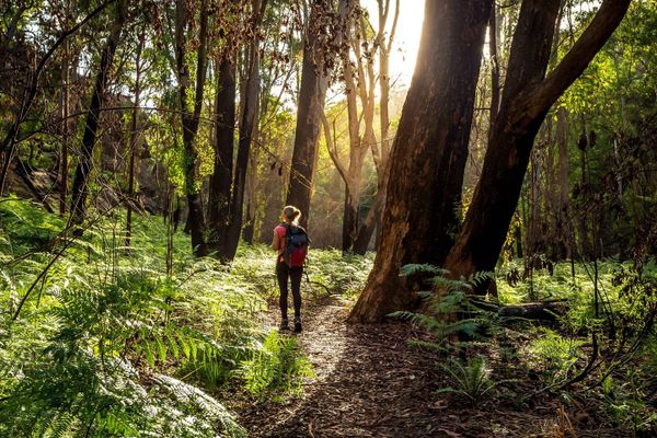 Nature-based mental healthcare worth investment: study