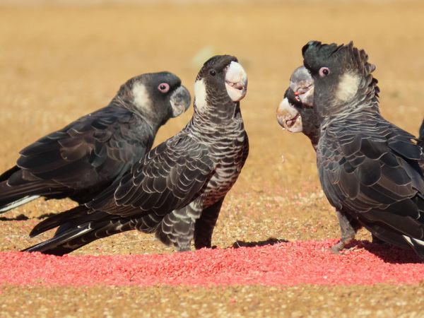 Carnaby’s cockatoos exposed to dangerous pesticide concentrations in the Wheatbelt
