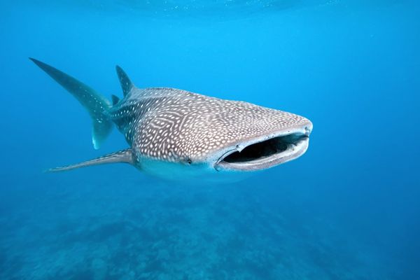 We attached cameras to whale sharks and captured krill chases never witnessed before