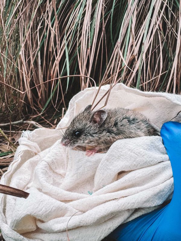 Rare native mouse found just once in landmark Queensland survey