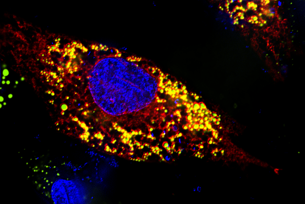 Fat stores power the body’s virus defence