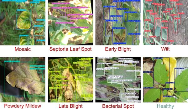 How 9000 photos built the foundation for AI-driven crop disease detection