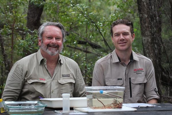 Funding fuels further study into Queensland’s elusive ‘vegan Dracula’ fish